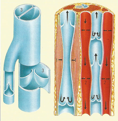 section through vein