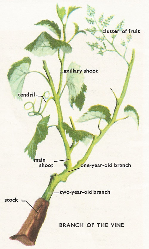branch of the vine