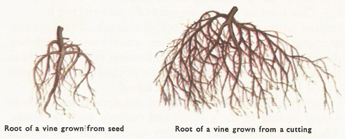 roots of the grapevine
