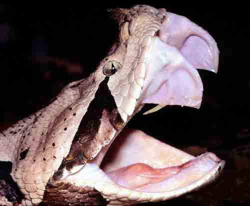 Head of a viper