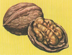 walnuts