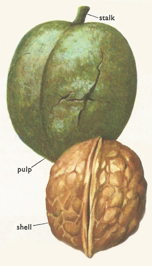 walnut