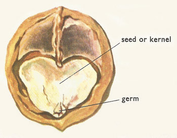 walnut cross-section