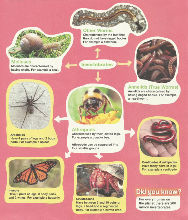 What is an invertebrate?