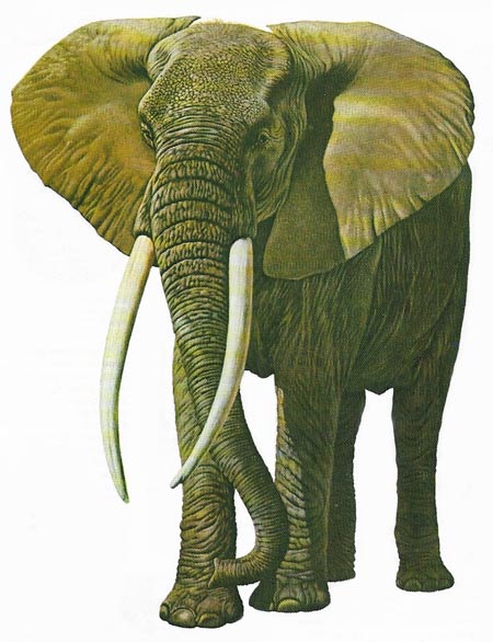 African elephant