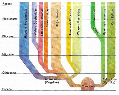 evolution of Carnivora