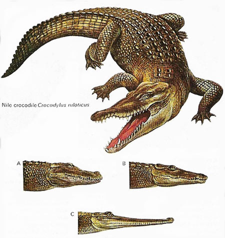 dentition of Crocodilia