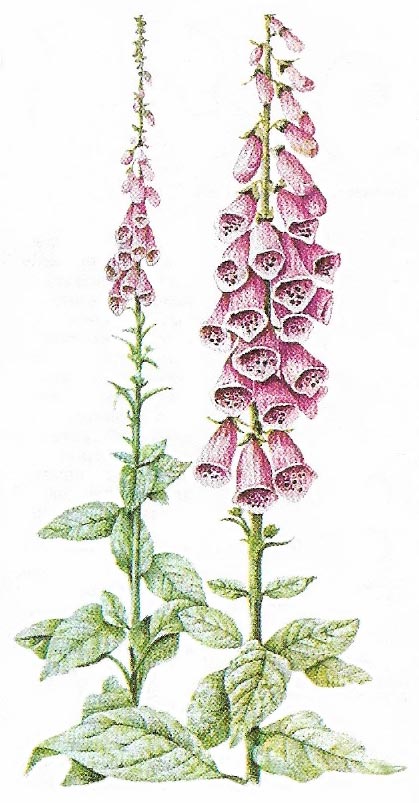 Digitalis purpurea