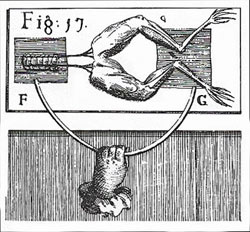 Galvanism was the term used to describe the twitching effect produced by an electric current on a pair of frog's legs.