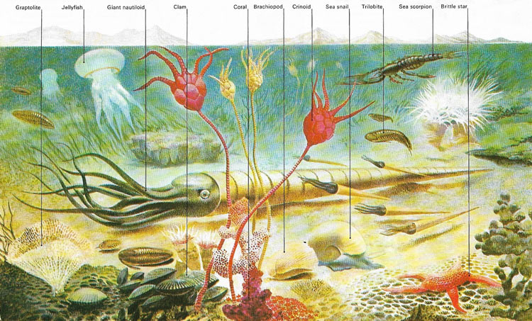 Ordovician marine life