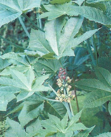 The plant from which castor oil is obtained, Ricinis communis