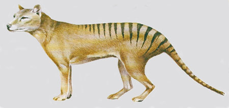 Tasmanian wolf