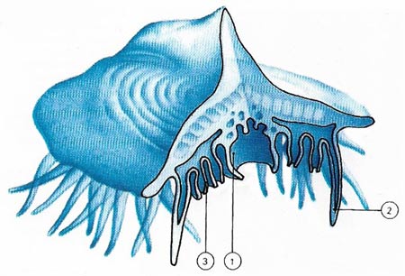 the colonial hydrozoan Velella