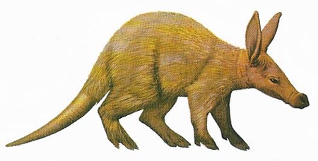 aardvark