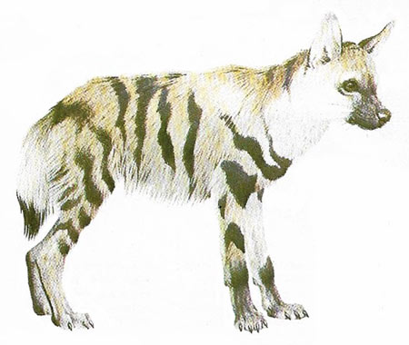 aardwolf