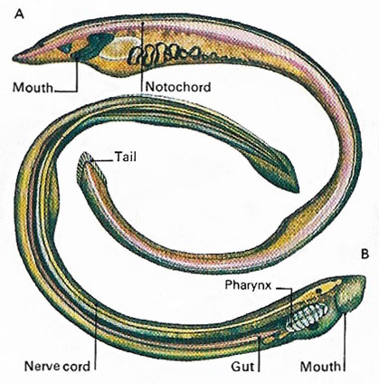 ammocoete_larva