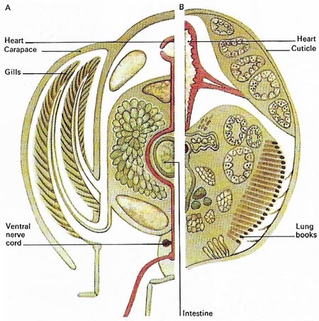 arthropod breathing apparatus