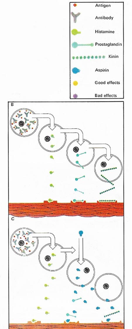 aspirin anti inflammatory action