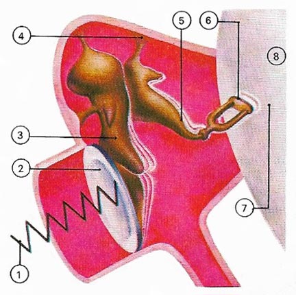 auditory ossicles