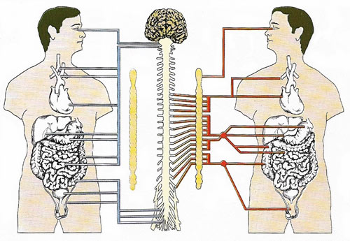 Autonomic nervous system