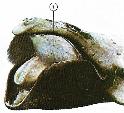 head of a baleen whale