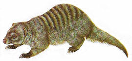 banded mongoose