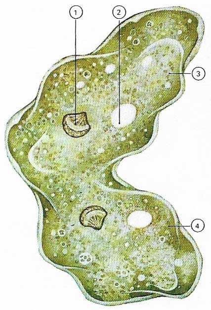 binary fission in amoeba