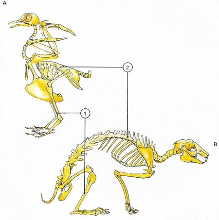 Bird-mammal skeleton comparison