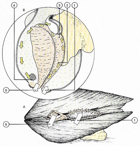 bivalve filter feeding