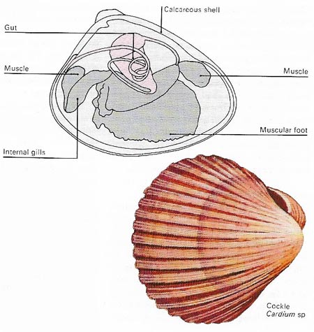 bivalve calcareous shell