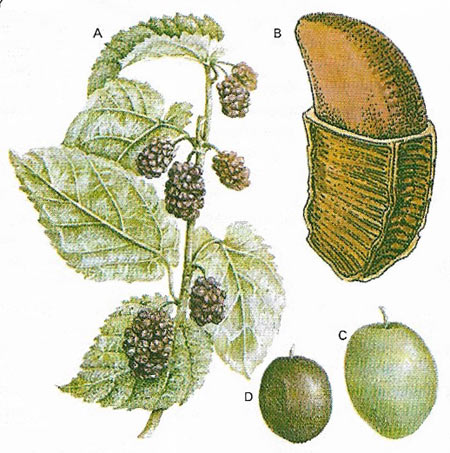 black mulberry