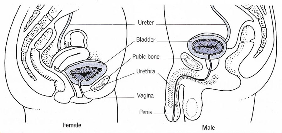 urinary bladder in the female and male