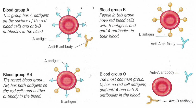 blood groups