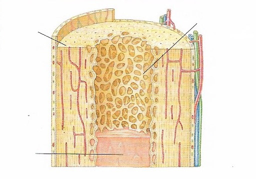 bone marrow