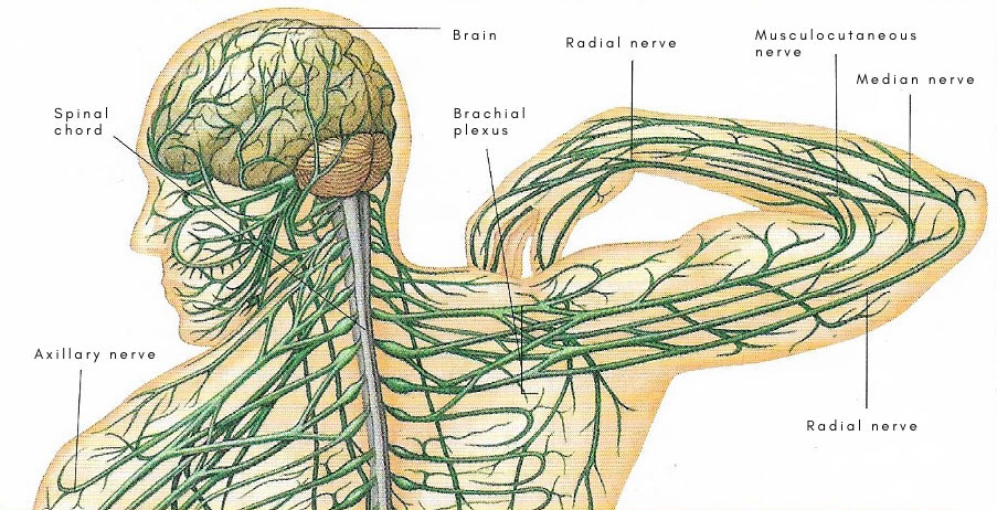 Brachial plexus