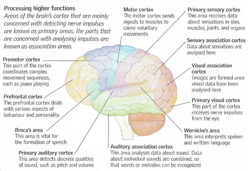 brain tissue types