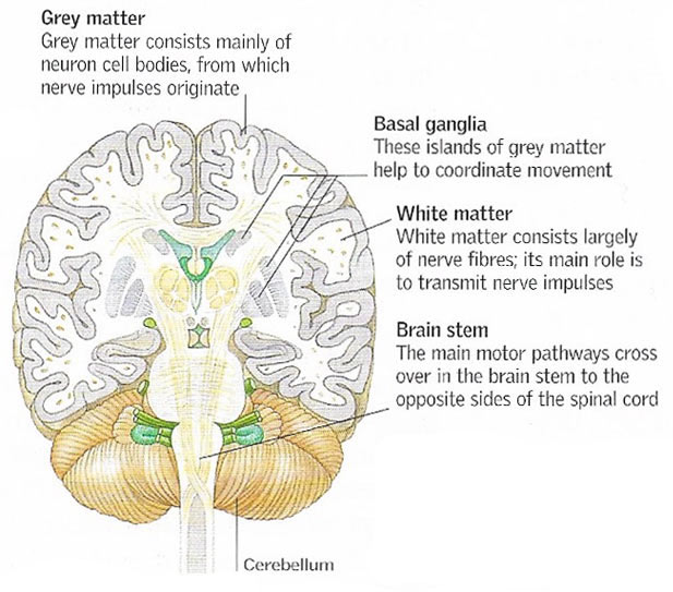 brain tissue types