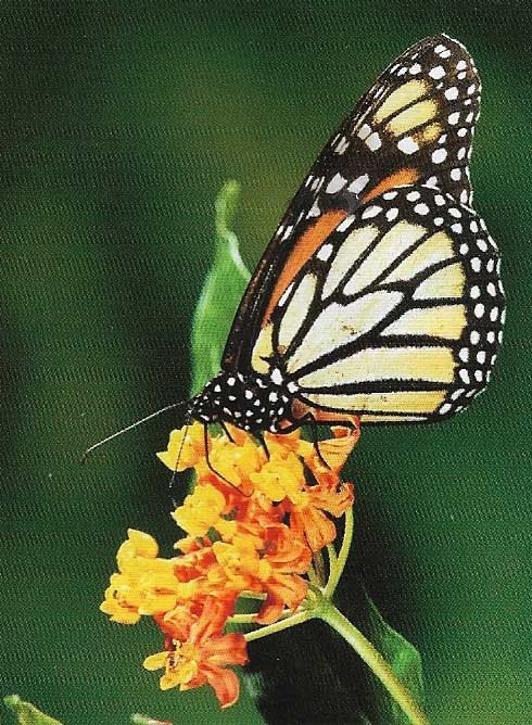 According to the butterfly effect theory, a butterfly flapping its wings in China can lead to unpredictable changes in U.S. weather a few days later.