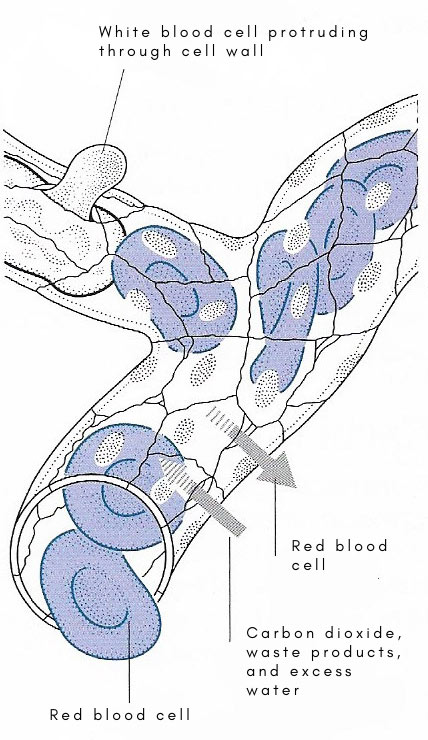 structure of capillary