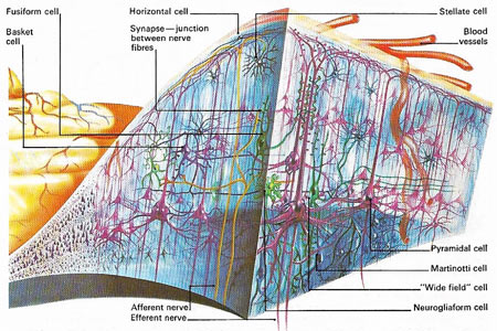 cerebral cortex