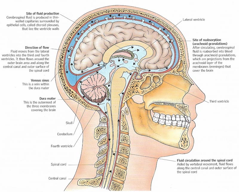 cerebrospinal fluid