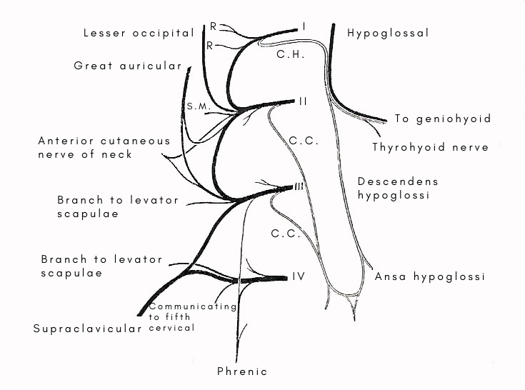 cervical plexus and ansa glossi
