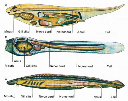 chordate