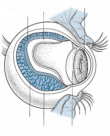 Structure of the choroid