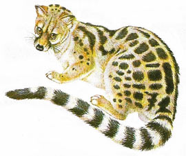 civet