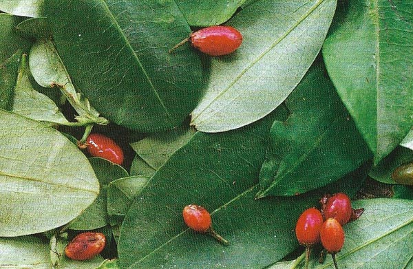 coca plant