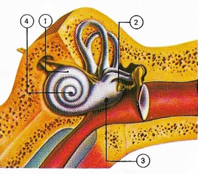 cochlea