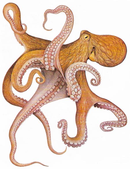 common octopus