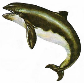 porpoise