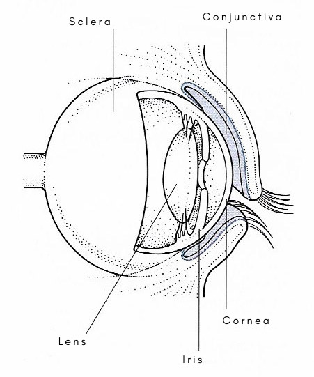 Diagram shwing the conjuctiva and other major parts of the eyeball